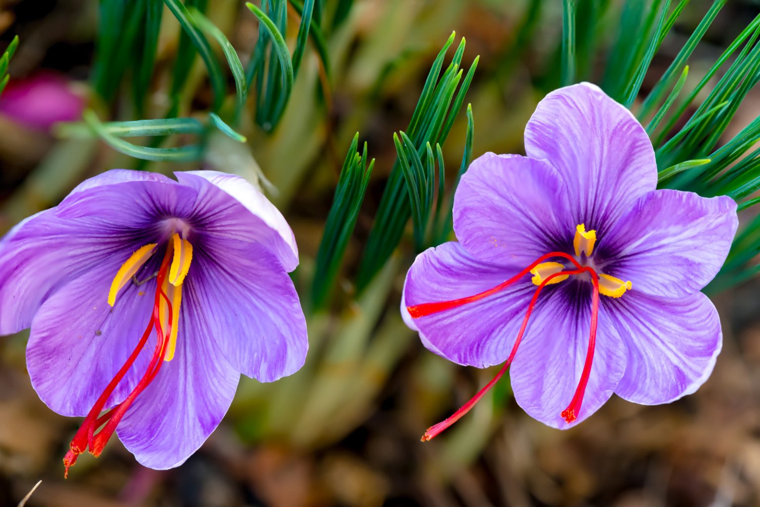 Full Knowledge About Saffron Plant 7 Type Ana Qayen