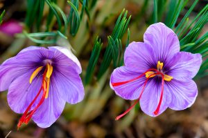 saffron plant