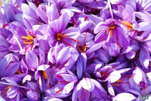 saffron growing temperature and land conditions