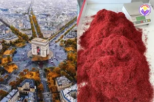 Saffron in France