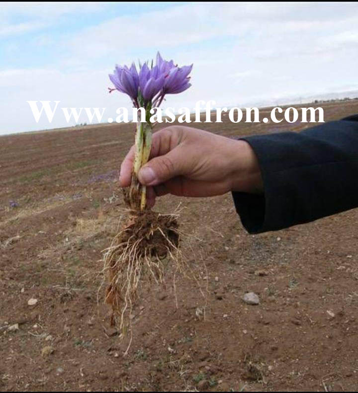 growing saffron commercially