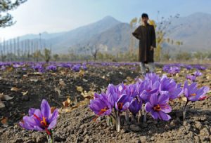 benefits of saffron flower