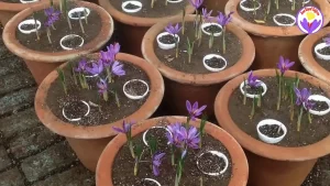 how to plant saffron bulbs in pots - Ana Qayen saffron