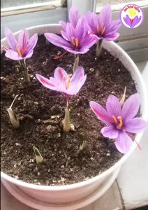 growing saffron in pots - Ana Qayen saffron