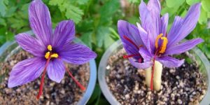 growing saffron in pots