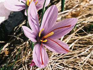 saffron growing temperature and land conditions