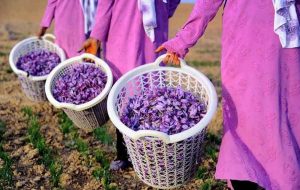 Importing saffron from Iran