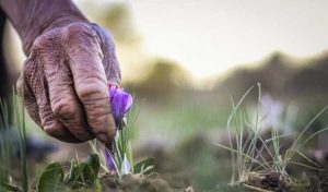 saffron harvest season