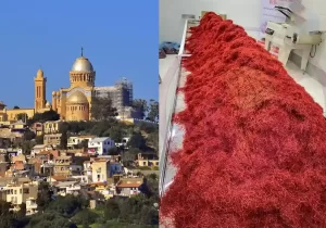 price of saffron in Algeria - Ana Qayen saffron