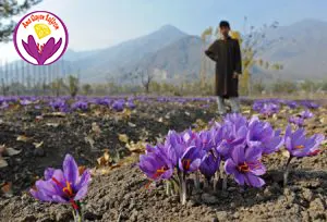 benefits of saffron tea