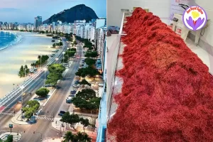  The price of a kilo of saffron in Brazil - Ana Qayen saffron
