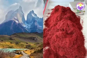 The price of saffron in Chile per gram - Ana Qayen saffron