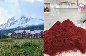 Price of saffron in Chile - Ana Qayen saffron