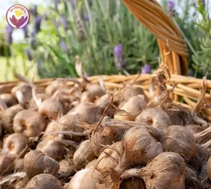 Saffron seeds