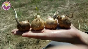 Saffron seeds for planting