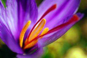 Saffron plant uses