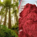 Saffron California - Ana Qayen saffron
