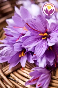 how to check if saffron is genuine