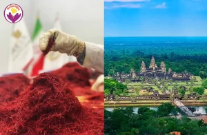 Saffron price in Cambodia - Ana Qayen saffron