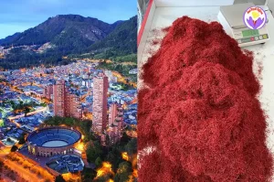 Saffron price in Colombia - Ana Qayen saffron