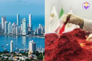 Iranian Saffron in Colombia - Ana Qayen saffron