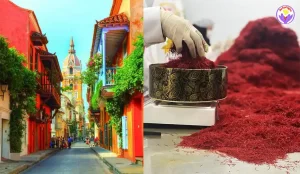 Safran in Colombia - Ana Qayen saffron