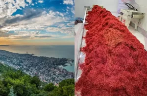 Saffron suppliers in Lebanon - Ana Qayen saffron