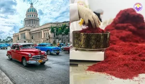 Use of saffron in Cuba - Ana Qayen saffron