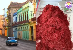 Saffron in Cuba - Ana Qayen saffron