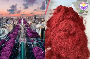 Price of Saffron in Argentina - Ana Qayen saffron