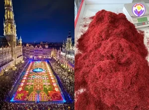 Saffron suppliers in Belgium - Ana Qayen saffron