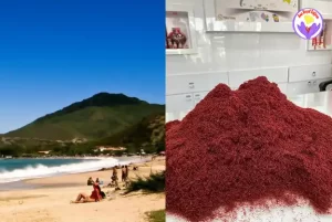 Price of saffron in Venezuela - Ana Qayen saffron