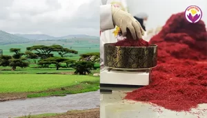 Supplier of saffron in Ethiopia - Ana Qayen saffron