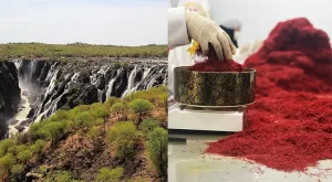 The price of saffron in Angola - Ana Qayen saffron