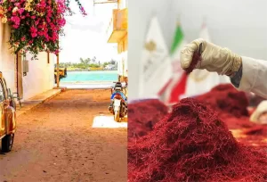 The price of saffron in Senegal - Ana Qayen saffron