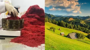 The price of saffron in Romania - Ana Qayen saffron