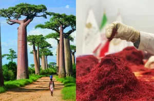 Buying saffron in Kenya - Ana Qayen saffron