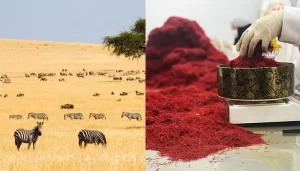 Saffron supplier in Kenya - Ana Qayen saffron