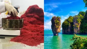 Saffron price in Thailand - Ana Qayen saffron