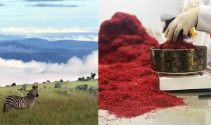 saffron price per kg euro in Malawi - Ana Qayen saffron