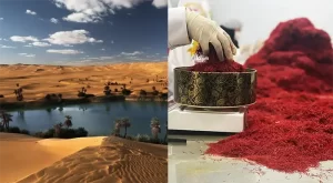 Saffron supplier in Niger
