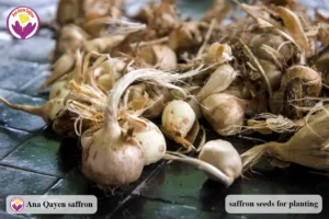 saffron seeds