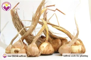 saffron seeds price
