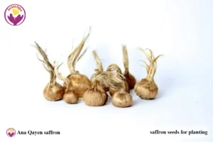 saffron seeds for sale