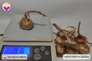 saffron seeds price per kg