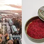 Saffron price in washington today