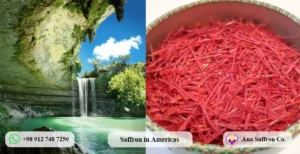 saffron in americas
