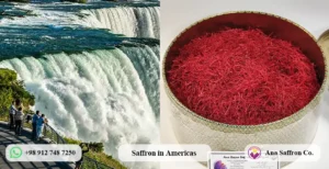 Wholesale Saffron in Americas