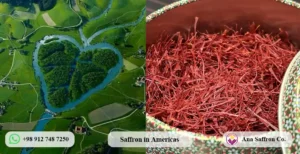 Your Trusted Saffron Supplier in Americas