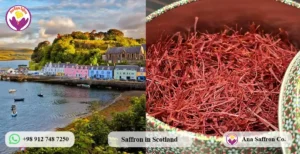 saffron wholesale in scotland